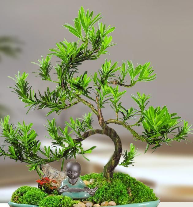 富贵吉祥的罗汉松如何在家里养护呢?做到这几点就能枝叶常青