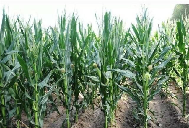 玉米行吗,要注意些什么?了解稻田泥土情况