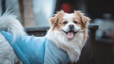 狗狗白内障是老年病 这些犬种或出生就有 狗狗白内障