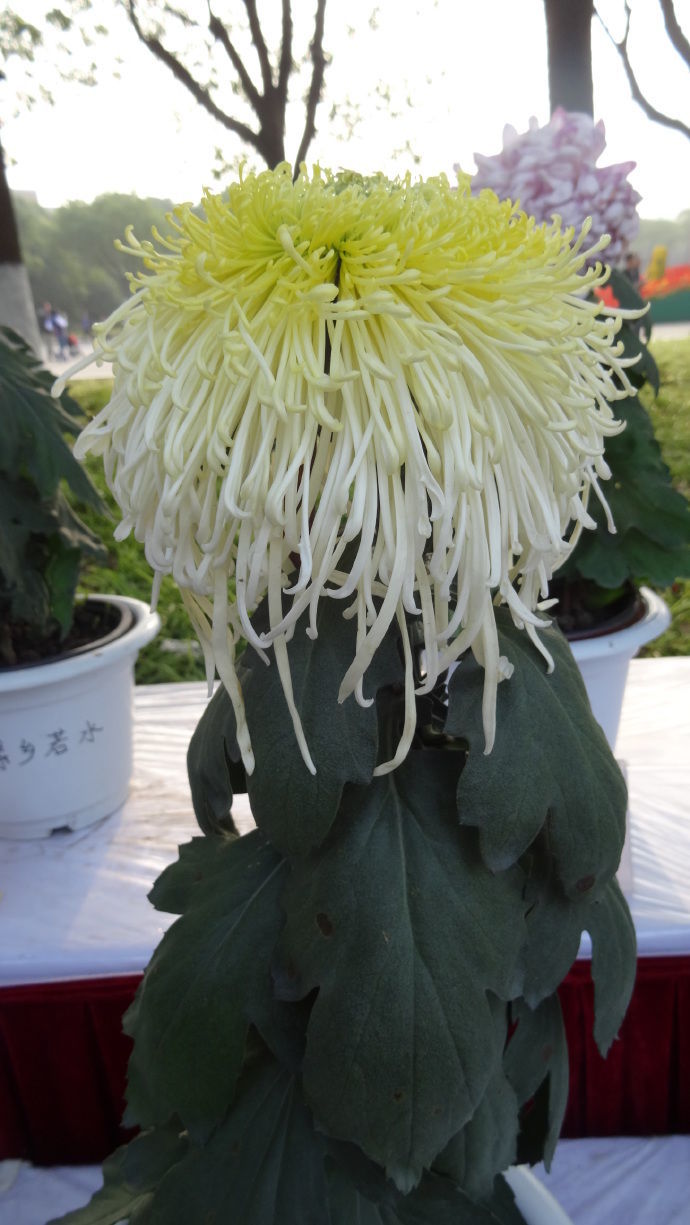喜欢菊花,不如养盆"菊中珍品"新陶然醉,花形迷人,像极狮子头