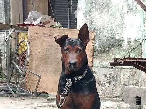 身价过万的中华本土犬，能力不逊马犬，老百姓称它是“中国红龙”