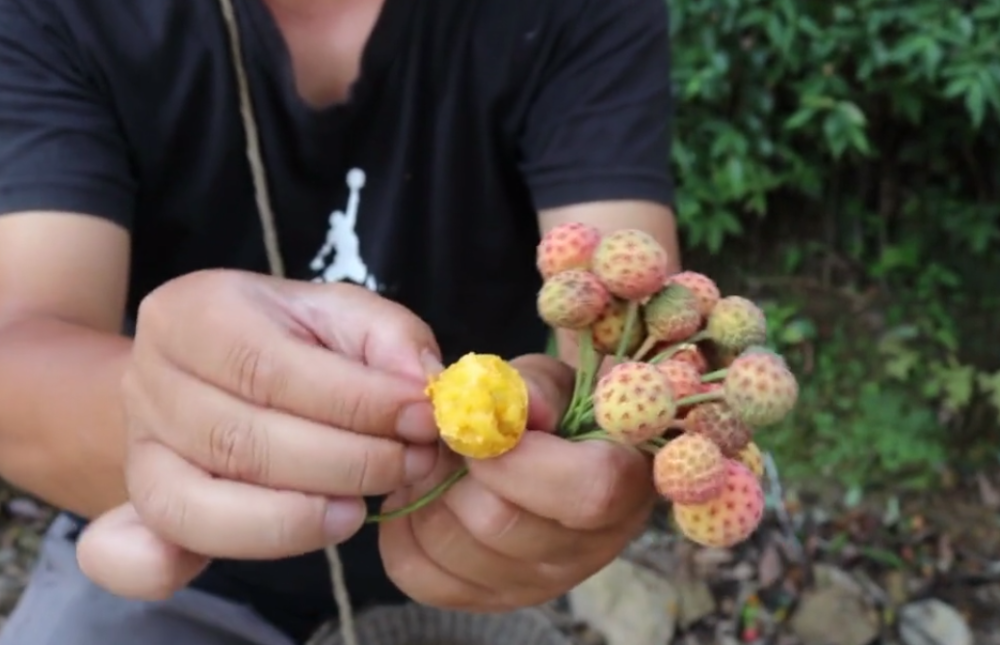 只在秋天才能吃到的“荔枝”，剥开果肉像蛋黄，花叶还是好药材