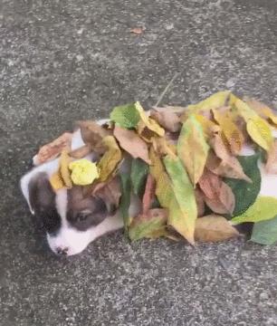 流浪小狗躺在地上，落叶盖在狗身上，走进一瞧被萌化了