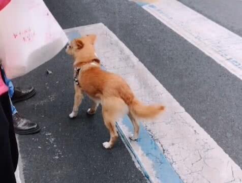 主人遛狗不栓绳，本以为狗会听话跟随，过马路一刻却让她傻眼