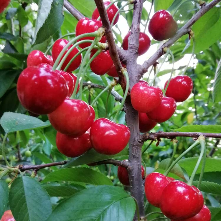 大樱桃2020新品种排名_20余个车厘子新品种等你来品尝!茂县2020首届“车厘