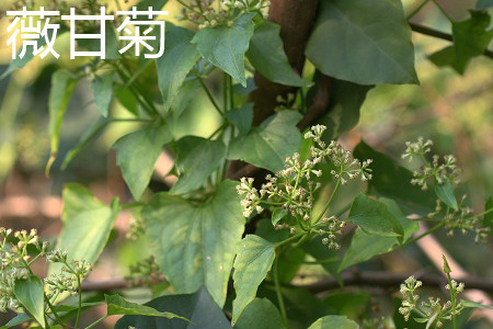 薇甘菊和甘菊应该如何辨别?