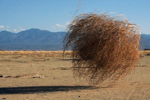 风滚草泛滥美国原因 中国如何控制风滚草