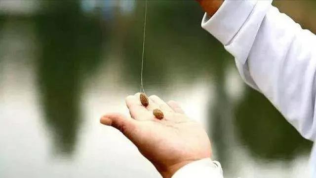子线长度的选择与鱼情的关系