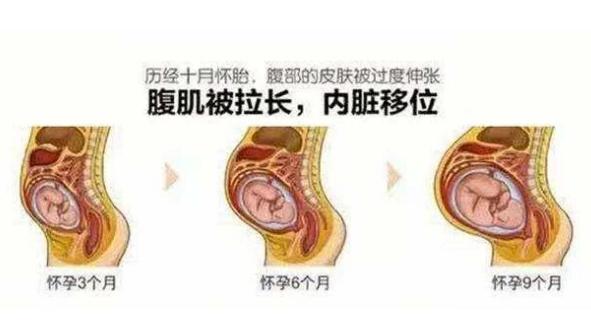 怀孕后,孕妈的内脏都去哪儿了?一张图片告诉你,什么叫为母则刚