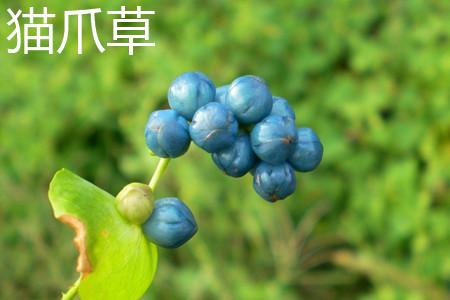 猫爪草和猫须草有什么区别?