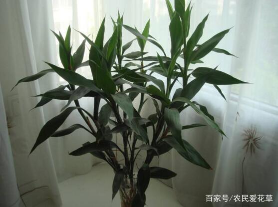 富贵竹几天换水最合适 7e4e-imztzhm9676561.jpg