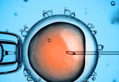 老鼠身上映射出人性 ——动物实验的道德成本...