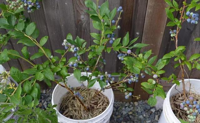蓝莓贵吃不爽,自己养棵蓝莓苗,养成盆景树结果可真多