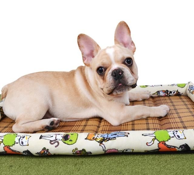 狗狗的床有3种类型 有不同的作用 主人在购买的