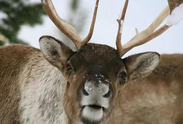圣诞白叟拥有心爱的驯鹿，你晓得驯鹿的实在情况是什么样吗？（圣诞白叟骑的鹿是麋鹿仍是驯鹿）
