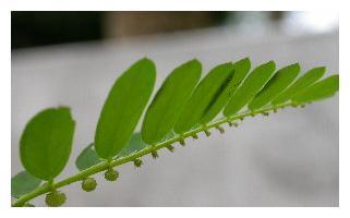 野草视频的最新人口_野草(2)