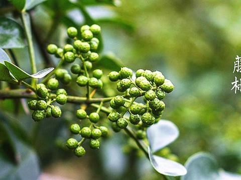 花椒、麻椒、藤椒有啥区别，应该怎么用？看完涨知识，做饭更好吃