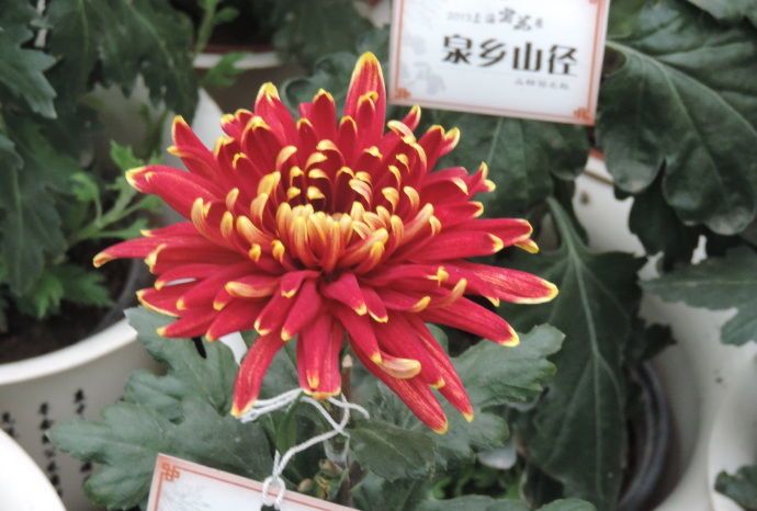 喜欢菊花,不如养盆“稀品菊花”彩绘绽君,富贵华美,绚丽多彩|麒麟|菊花|彩绘_新浪新闻 喜欢菊花,不如养盆“稀品菊花”彩绘绽君,富贵华美,绚丽多彩|麒麟|菊花|彩绘_新浪新闻