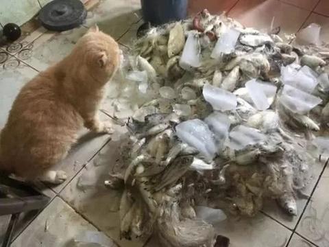 主人打鱼回来展现成果，猫以为是送给它的，猫咪：我吃不了这么多