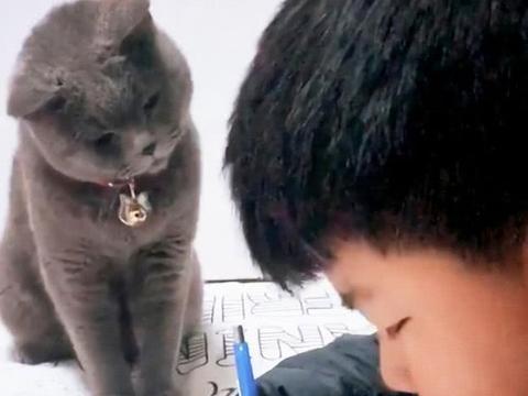 猫咪看小主人写作业，一副忧心忡忡的样子：这都不会，真让猫操心