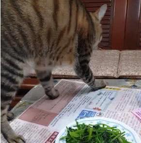 猫咪反常没偷吃，下一秒却让主人没心情吃饭：有这么难闻吗？