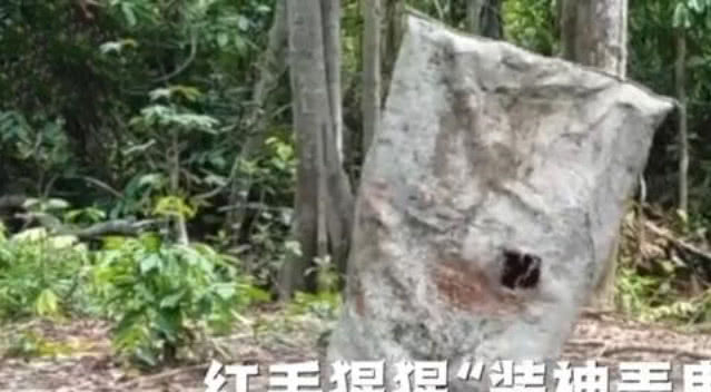 大猩猩套着麻袋扮鬼吓唬同伴下一秒却扑街
