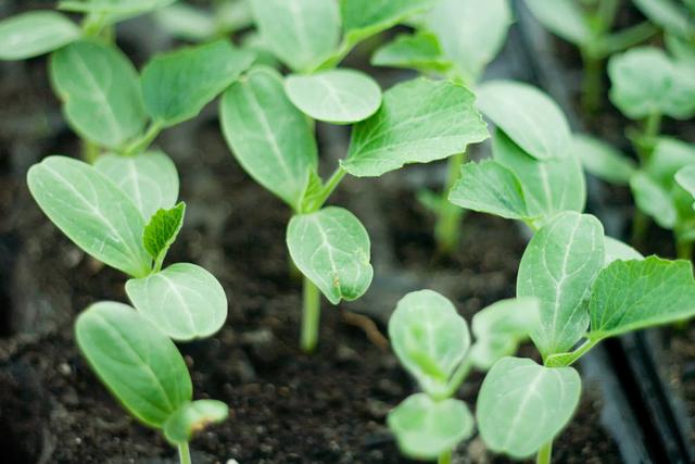 无籽西瓜种子芽势弱怎样育苗掌握6个环节精细管理育壮苗