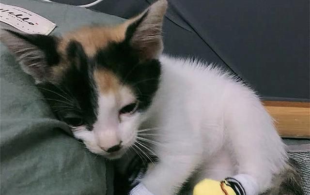 辟谣 猫咪患上膀胱炎后光吃消炎药就能好 改变环境才最重要 辟谣 膀胱炎 猫咪 新浪新闻