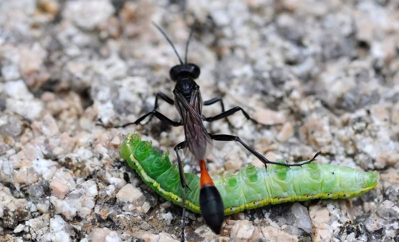 昆虫界只会在育儿期间能成为 捕猎高手 的一种神奇的