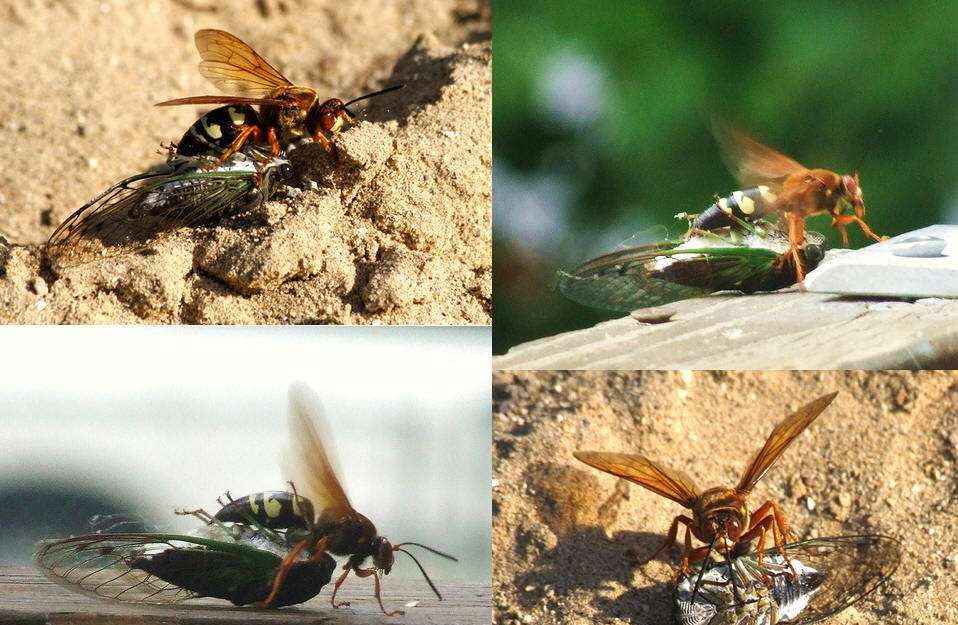 昆虫界只会在育儿期间能成为 捕猎高手 的一种神奇的