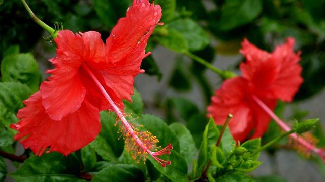 这花比牡丹美，比月季花好养，开花不俗气，值得入手