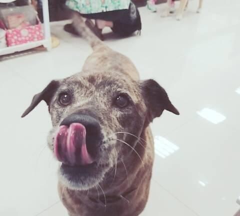 主人一张图感动网友 慢慢走啦 这句话 只有养过