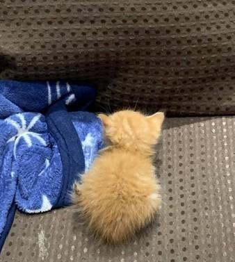 主人不小心坐到小奶猫,猫咪生气炸毛半小时,背影简直萌翻