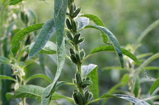 芝麻不怕重茬什么意思