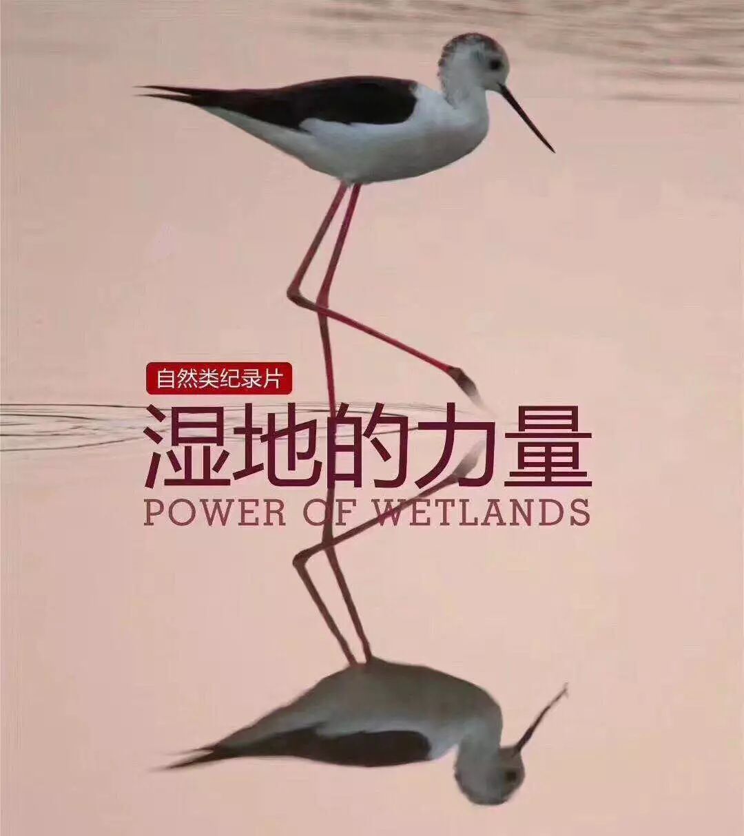 在家看广视,开心过鼠年!精彩亮点逐个数