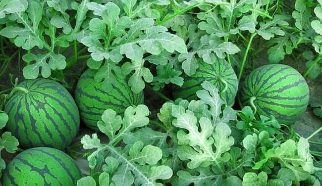 打造沉浸式观看体验