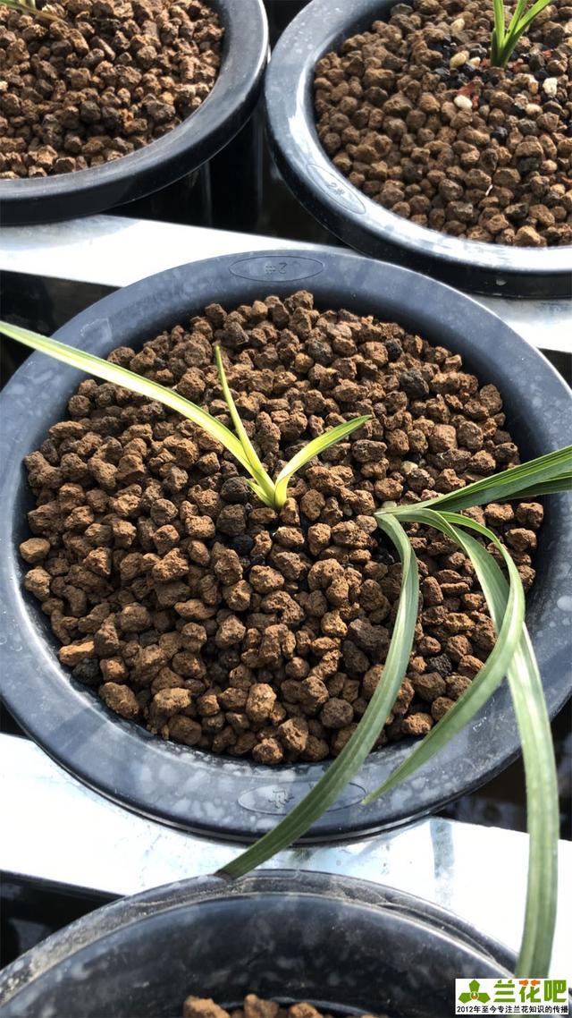 种兰花赤玉土好还是麦饭石好