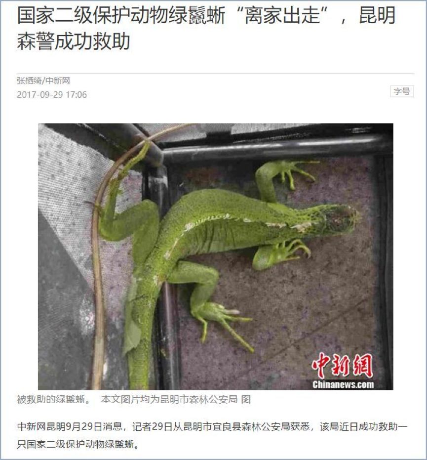 不要让华农兄弟成为查禁野味的受害者|大象公会