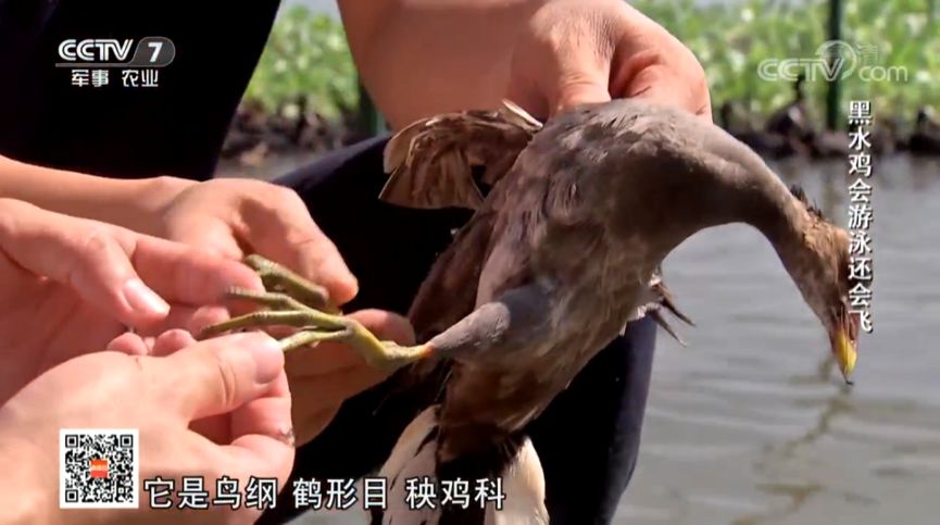 不要让华农兄弟成为查禁野味的受害者|大象公会