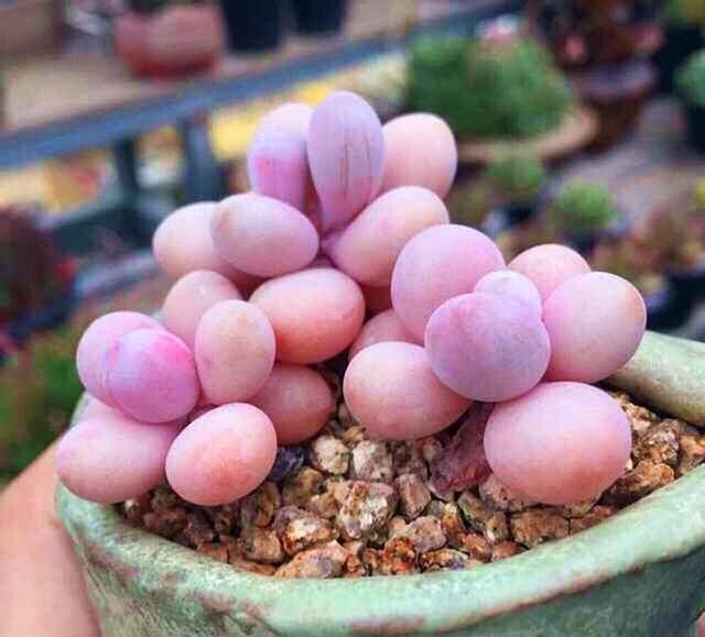 多肉植物桃蛋 叶片干瘪 做好3点 叶片胖又圆 粉嫩