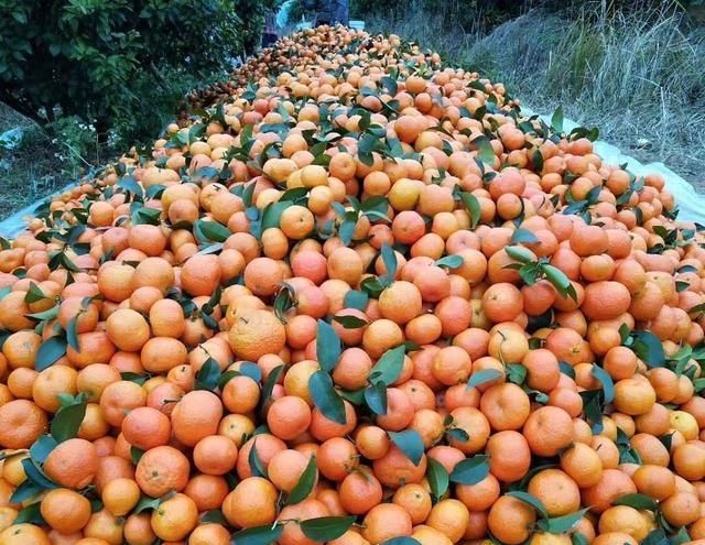 桔牛科技 又到了吃砂糖橘的季节!注意别和这4种食物一起吃