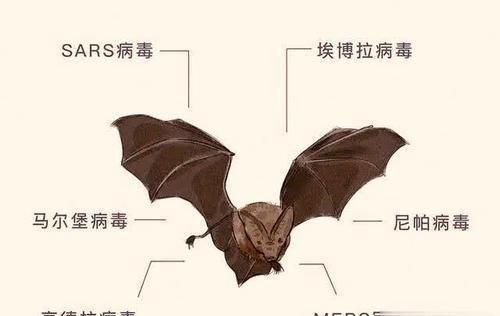蝙蝠被称为“移动的病毒库”,身藏百种病毒,为何它能百毒不侵