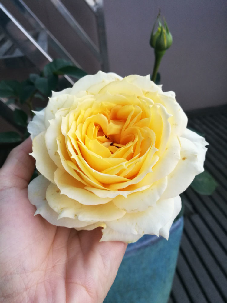 喜欢三角梅 不妨养盆 开花机器 柠檬黄三角梅 开花爆盆好