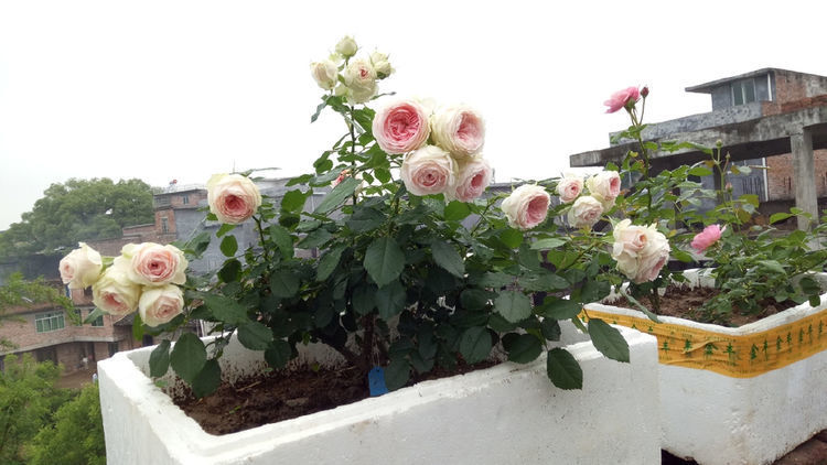 喜欢三角梅 不妨养盆 开花机器 柠檬黄三角梅 开花爆盆好