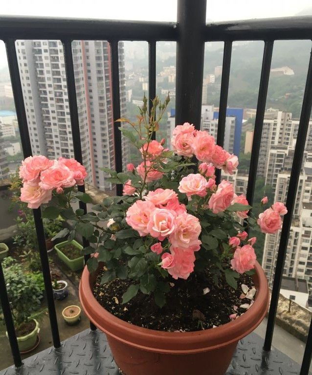 喜欢三角梅 就养 珍贵名品 柠檬黄三角梅 开花爆盆艳丽多