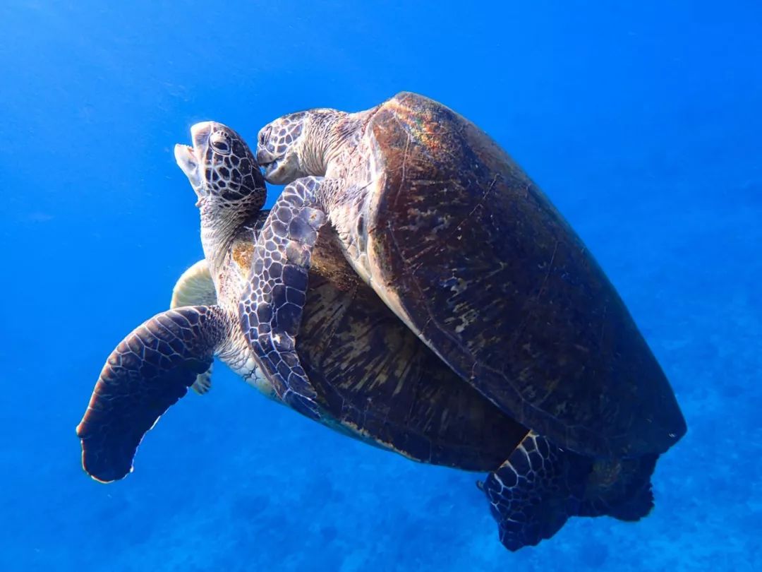 中国历史第二长的电视节目是怎样炼成的｜大象公会