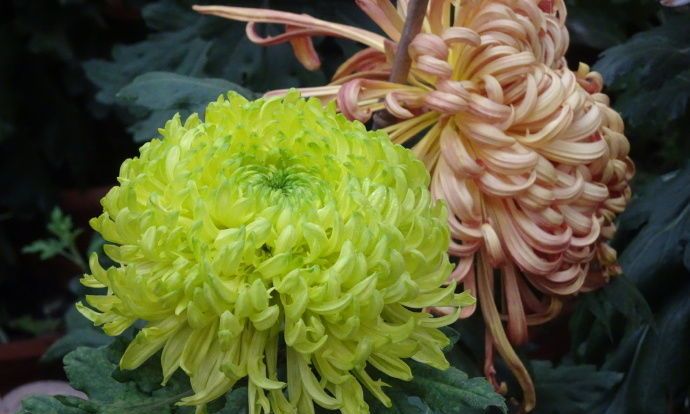喜欢菊花,首选"十大名菊之二"绿牡丹,绿如新翠,淡雅秀丽!