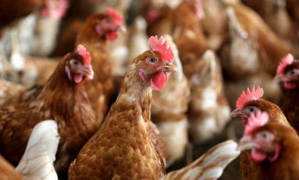 新冠病毒与这种动物有关?越南出现H5N6型禽流感疫情会传染人?