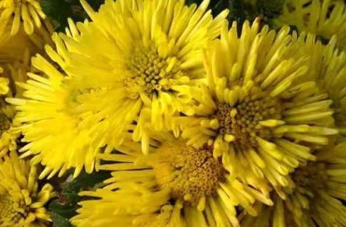 喜欢菊花 那就养盆 欧洲小米菊 花洒珍宝 金光四射 超美