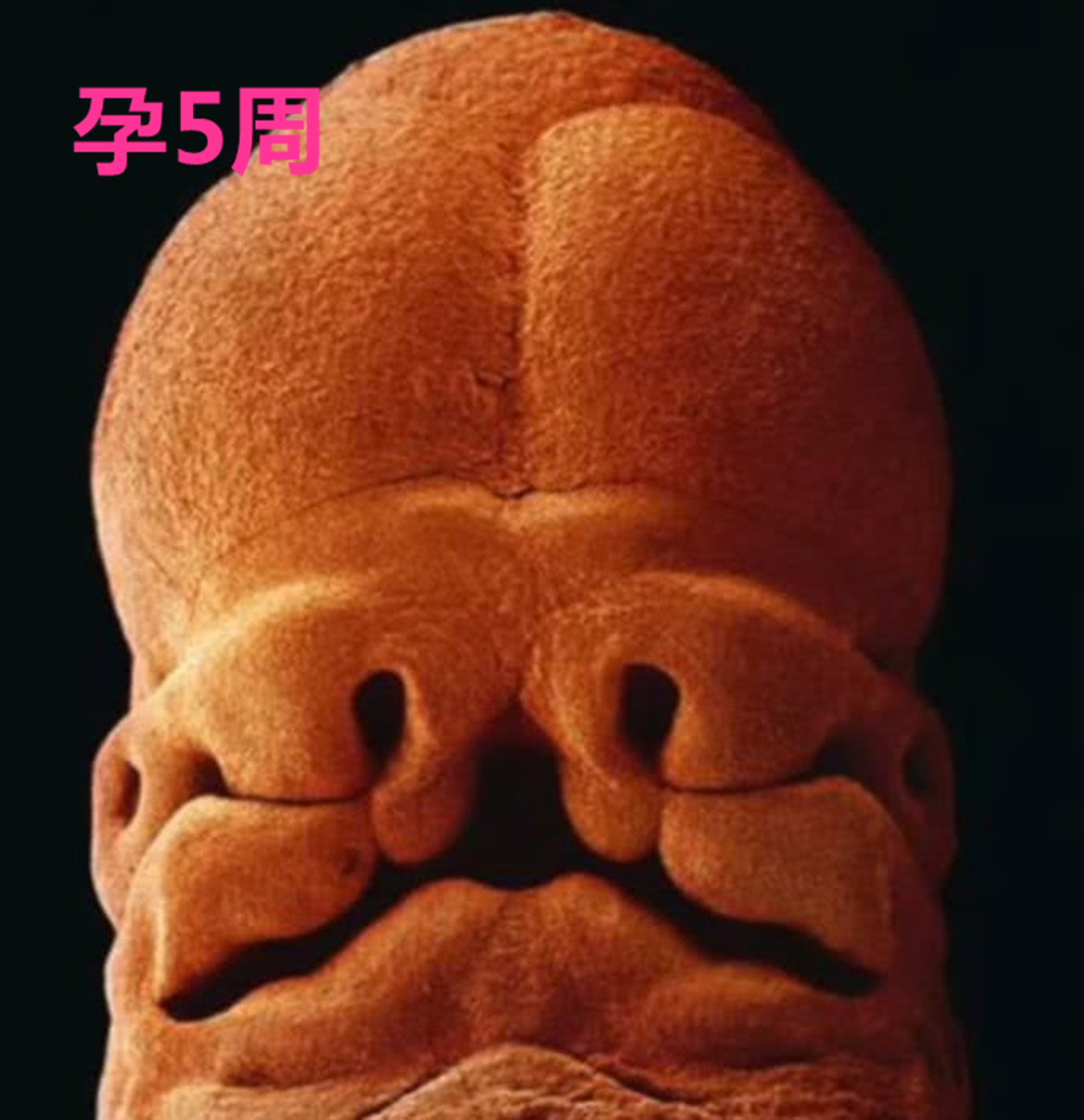 55年前的这组高清照片完整记录了胎儿发育全过程感叹母爱伟大